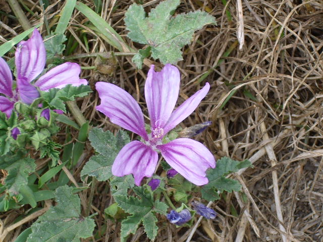 Alcune piante in escursione